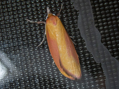 Wingia hesperidella