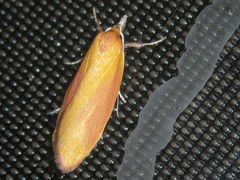 Wingia hesperidella