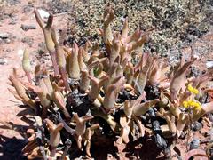 Mitrophyllum clivorum