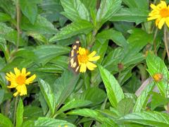 Acraea cabira