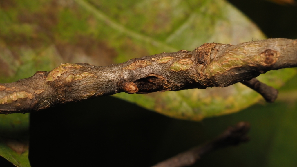 Lasioptera querciperda