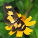 Yellow-banded Acraea - Photo (c) Peter Vos, some rights reserved (CC BY-NC), uploaded by Peter Vos