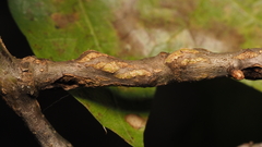 Lasioptera querciperda