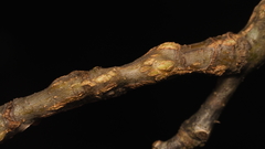 Lasioptera querciperda