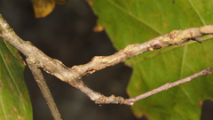 Lasioptera querciperda