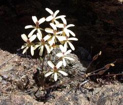 Pelargonium aridicola
