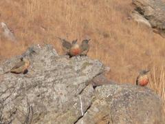 Geocolaptes olivaceus