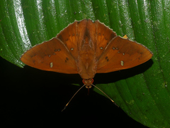 Dyscophellus porcius