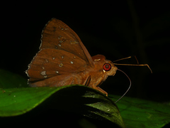 Dyscophellus porcius