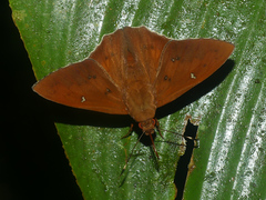 Dyscophellus porcius