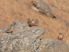 Geocolaptes olivaceus