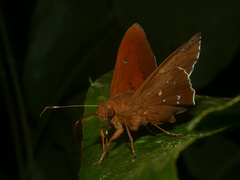 Dyscophellus porcius