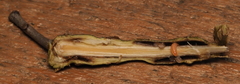 Lasioptera querciperda