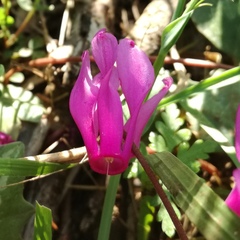 Cyclamen repandum