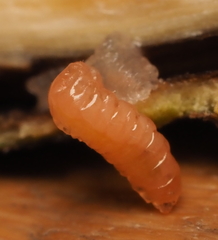 Lasioptera querciperda