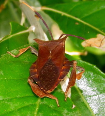 Phyllogonia limosa