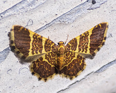 Hastina pluristrigata