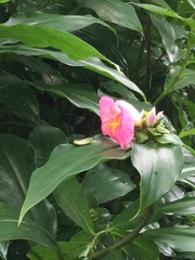 Costus phyllocephalus