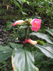 Costus phyllocephalus