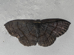 Scopula violacea