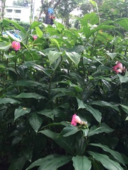 Costus phyllocephalus