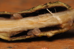 Lasioptera querciperda