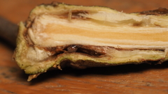 Lasioptera querciperda