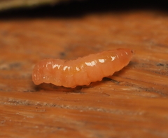 Lasioptera querciperda