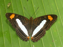 Adelpha iphiclus iphiclus