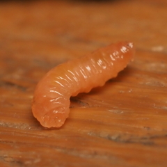 Lasioptera querciperda