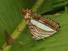 Adelpha iphiclus iphiclus