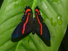 Ancyluris etias