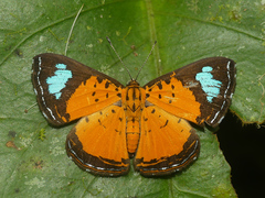 Argyrogrammana
