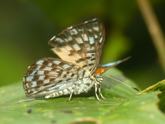 Argyrogrammana
