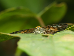 Argyrogrammana