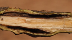 Lasioptera querciperda