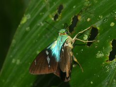 Astraptes fulgerator fulgerator