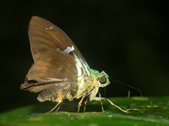 Astraptes fulgerator fulgerator