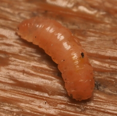 Lasioptera querciperda
