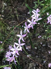 Crowea angustifolia