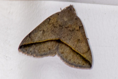 Argyrostrotis flavistriaria