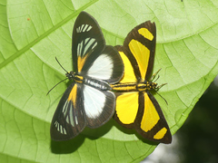Cabirus procas