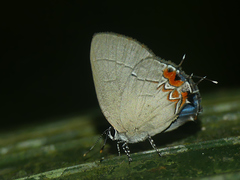 Calycopis cerata