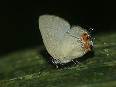 Calycopis cerata