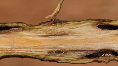 Lasioptera querciperda