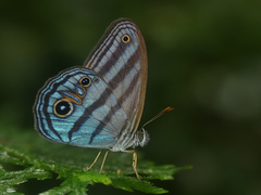 Chloreuptychia chlorimene