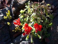 Pelargonium fulgidum