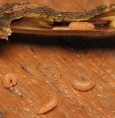 Lasioptera querciperda