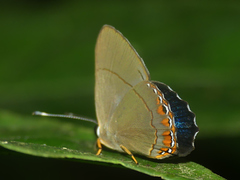 Euselasia pelor