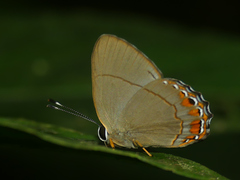 Euselasia pelor
